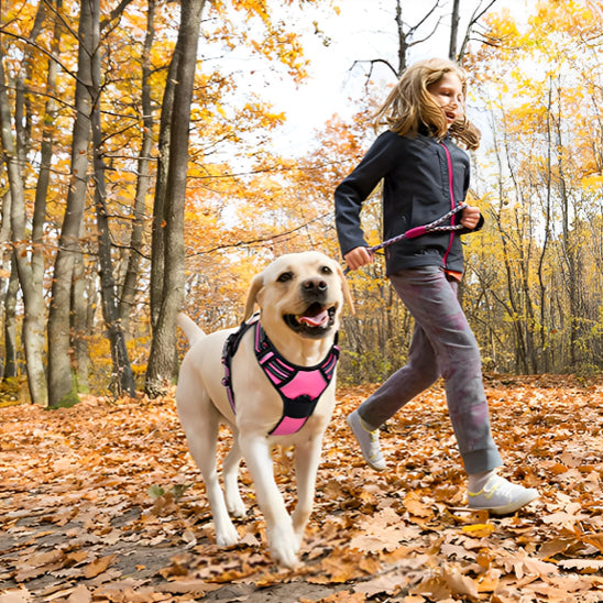 Harnais pour chien